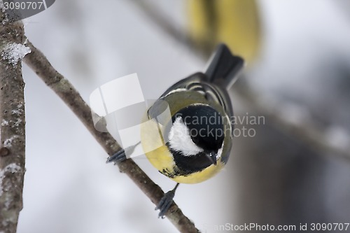 Image of great tit