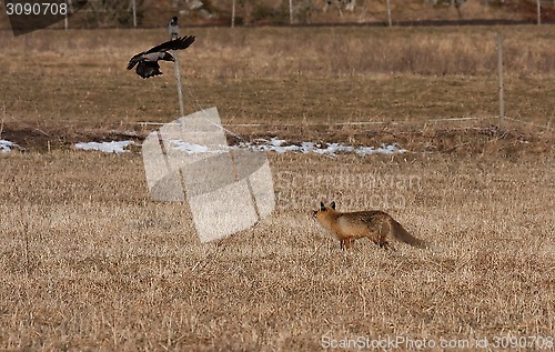 Image of fox and crow