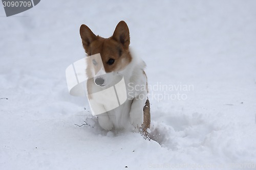 Image of dog in snow