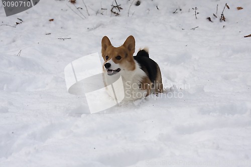 Image of running in snow