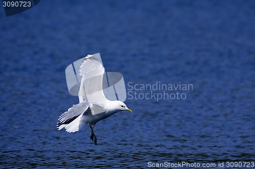 Image of gull