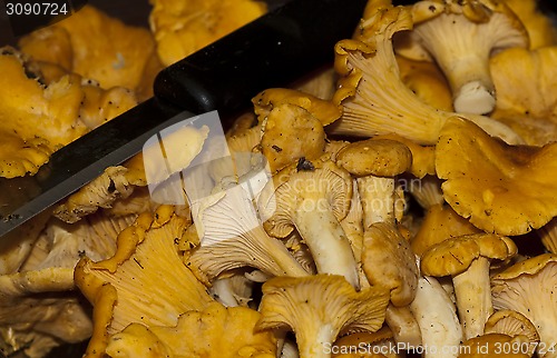 Image of girolles