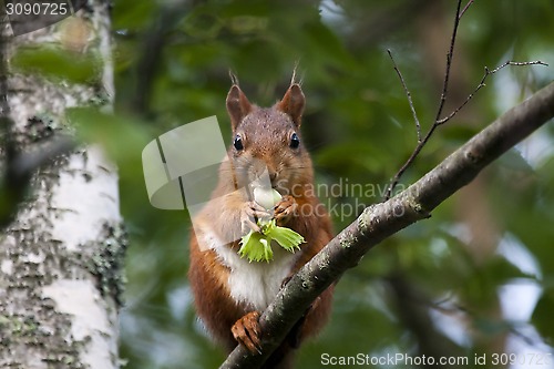 Image of squirrel with a hazelnut