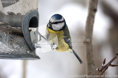 Image of blue tit