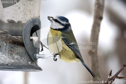 Image of blue tit