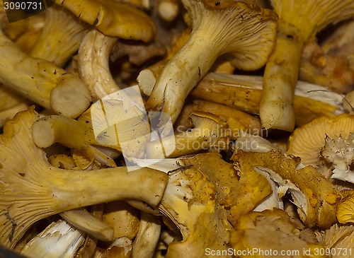 Image of girolles