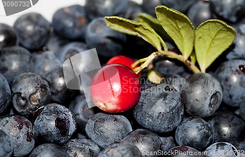 Image of forest fruits