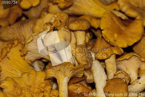 Image of chanterelles