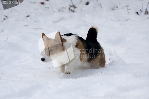 Image of dog in snow