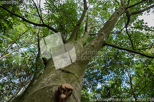 Image of low viewpoint shot of trees