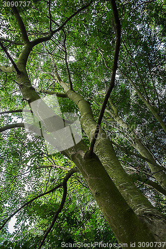Image of low viewpoint shot of trees