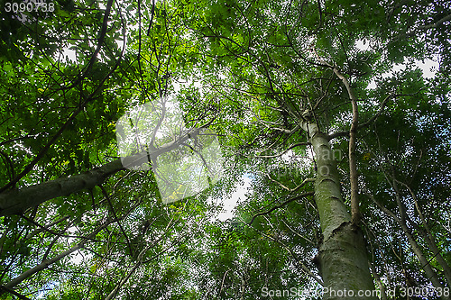 Image of low viewpoint shot of trees