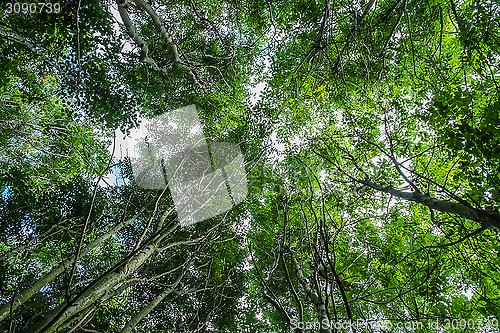 Image of low viewpoint shot of trees