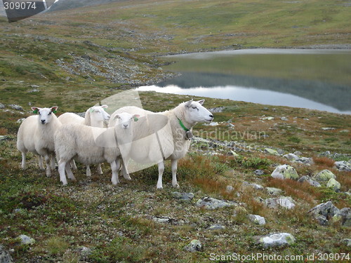 Image of sau på fjellbeite