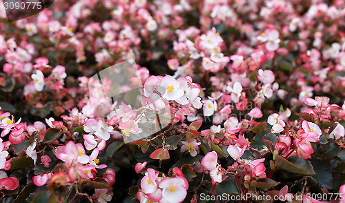 Image of begonia flowers background