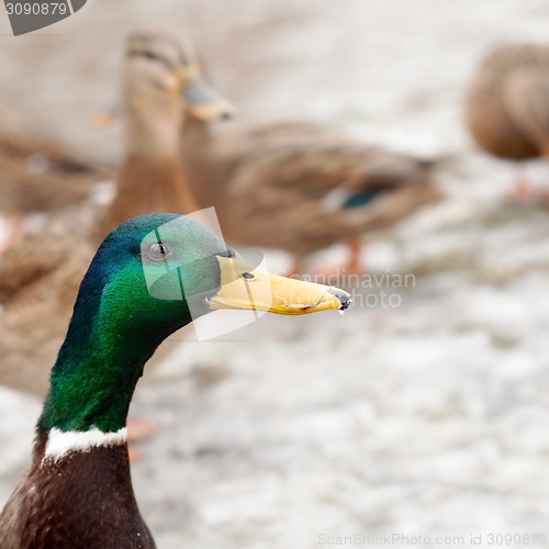 Image of Mallard Duck 