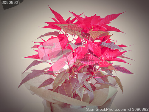 Image of Poinsettia Christmas star