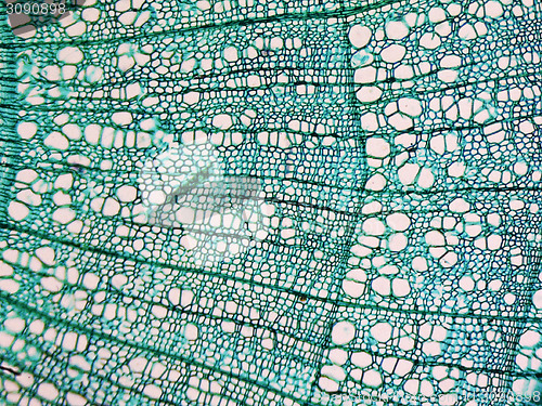 Image of Tilia stem micrograph