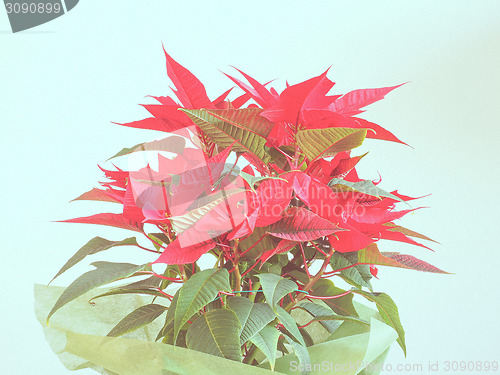 Image of Poinsettia Christmas star