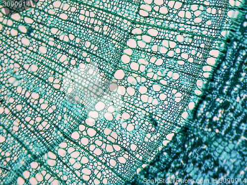 Image of Tilia stem micrograph