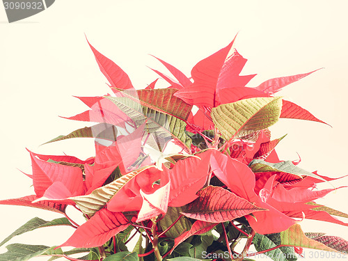 Image of Poinsettia Christmas star