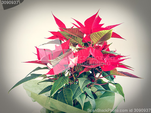 Image of Poinsettia Christmas star