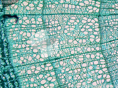 Image of Tilia stem micrograph