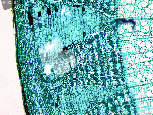 Image of Tilia stem micrograph