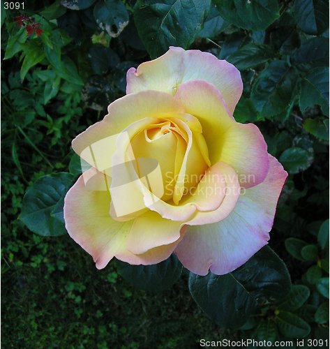 Image of Rose_1_29.07.2004