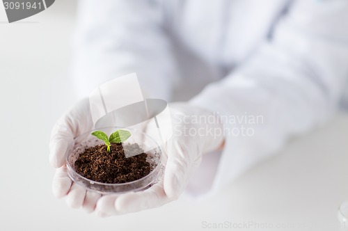 Image of close up of scientist hands with plant and soil