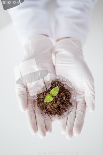 Image of close up of scientist hands with plant and soil 