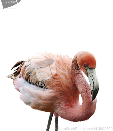 Image of Pink Flamingo