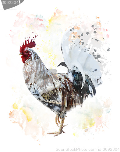 Image of Colorful Rooster