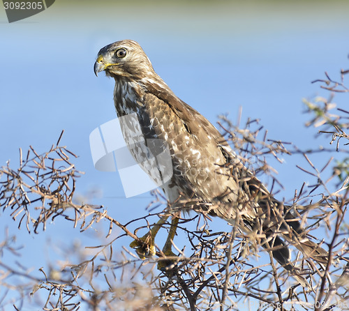Image of Young Hawk