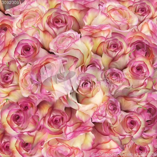 Image of Roses Background