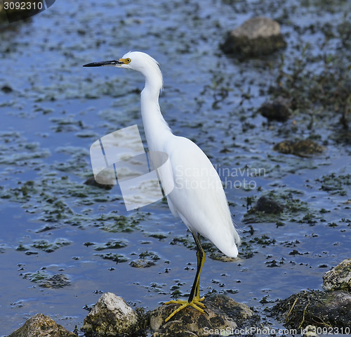 Image of Snowy Egret