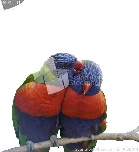 Image of Rainbow Lorikeet Parrots