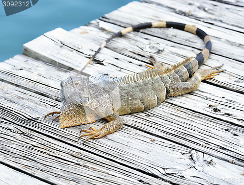 Image of Iguana