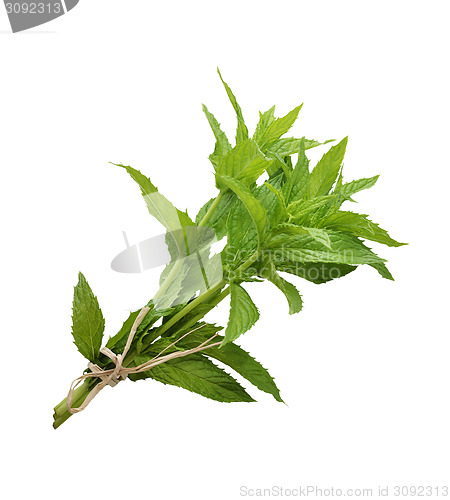 Image of Peppermint