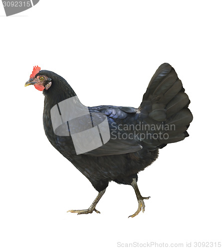 Image of Black Chicken