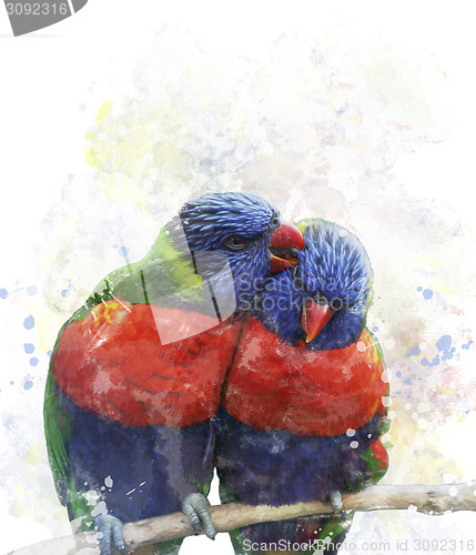 Image of Rainbow Lorikeet Parrots