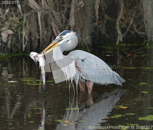 Image of Great Blue Heron