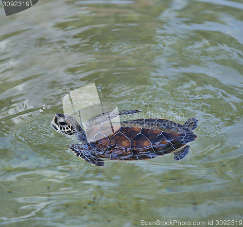 Image of Young Sea Turtle