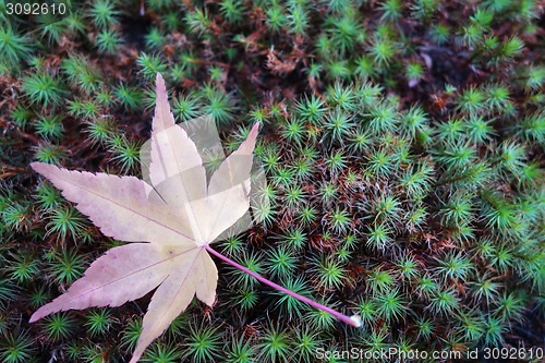 Image of Maple leaves