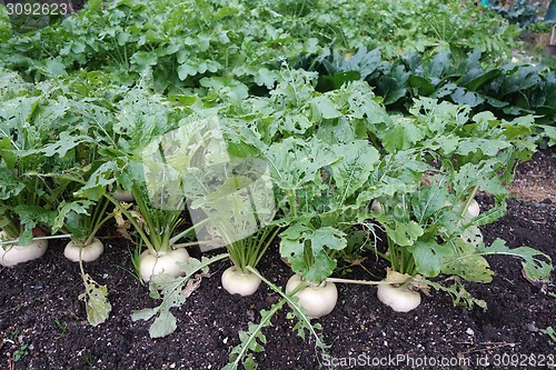 Image of Organic radish