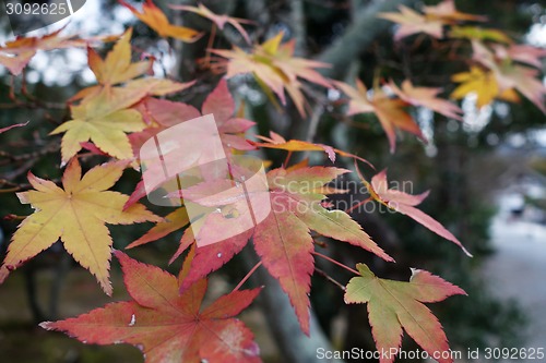 Image of Autumn maple leaves