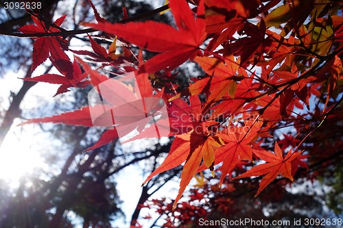 Image of Autumn red maple leaves