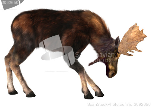 Image of Moose