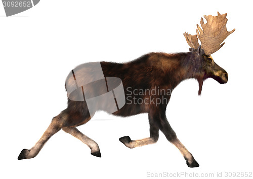 Image of Running Moose