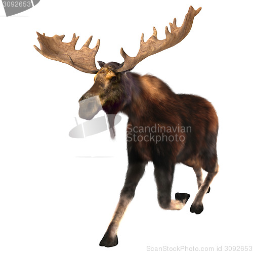 Image of Running Moose